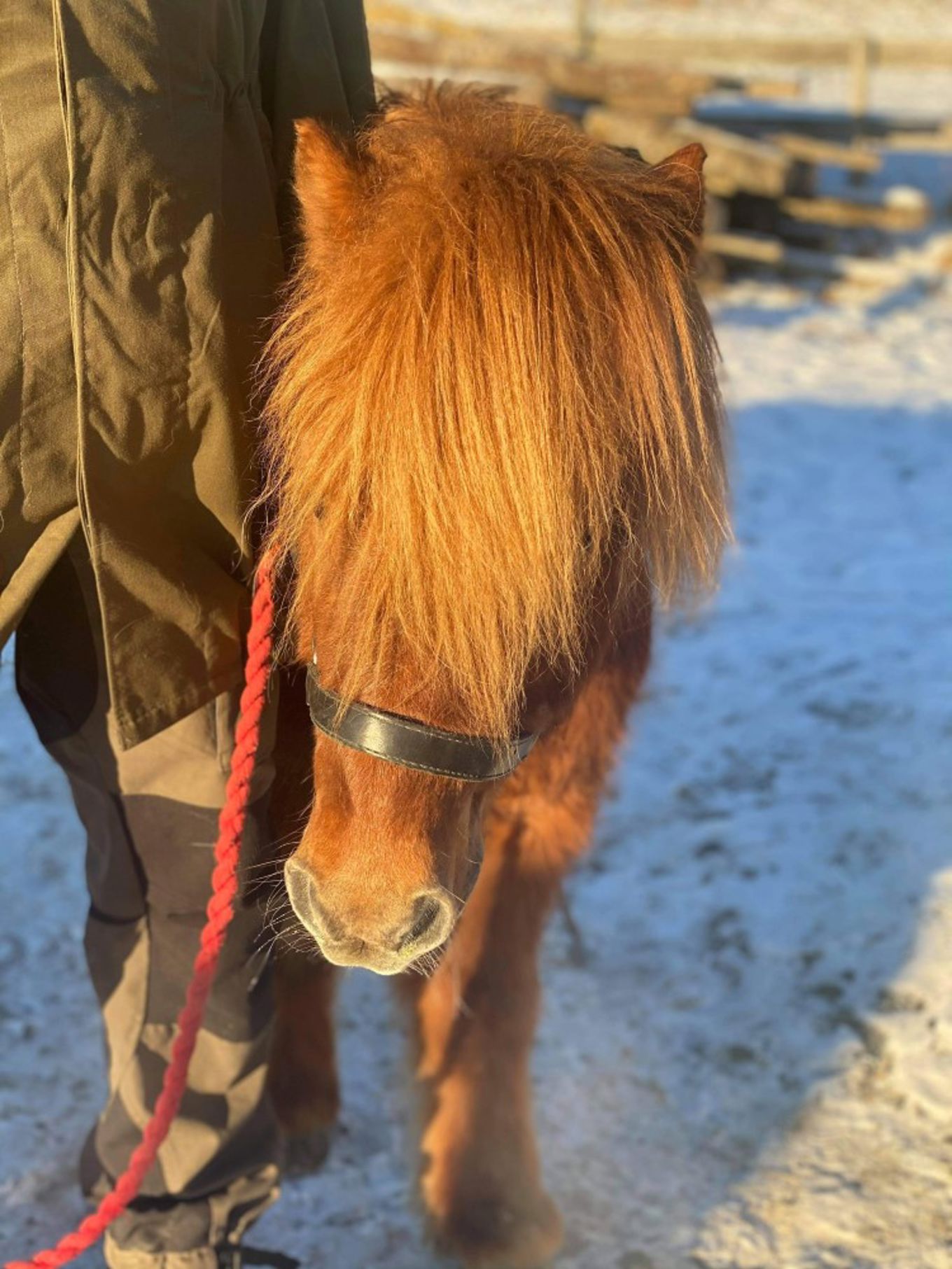 En elev står sammen med en hest som eleven skal ri på