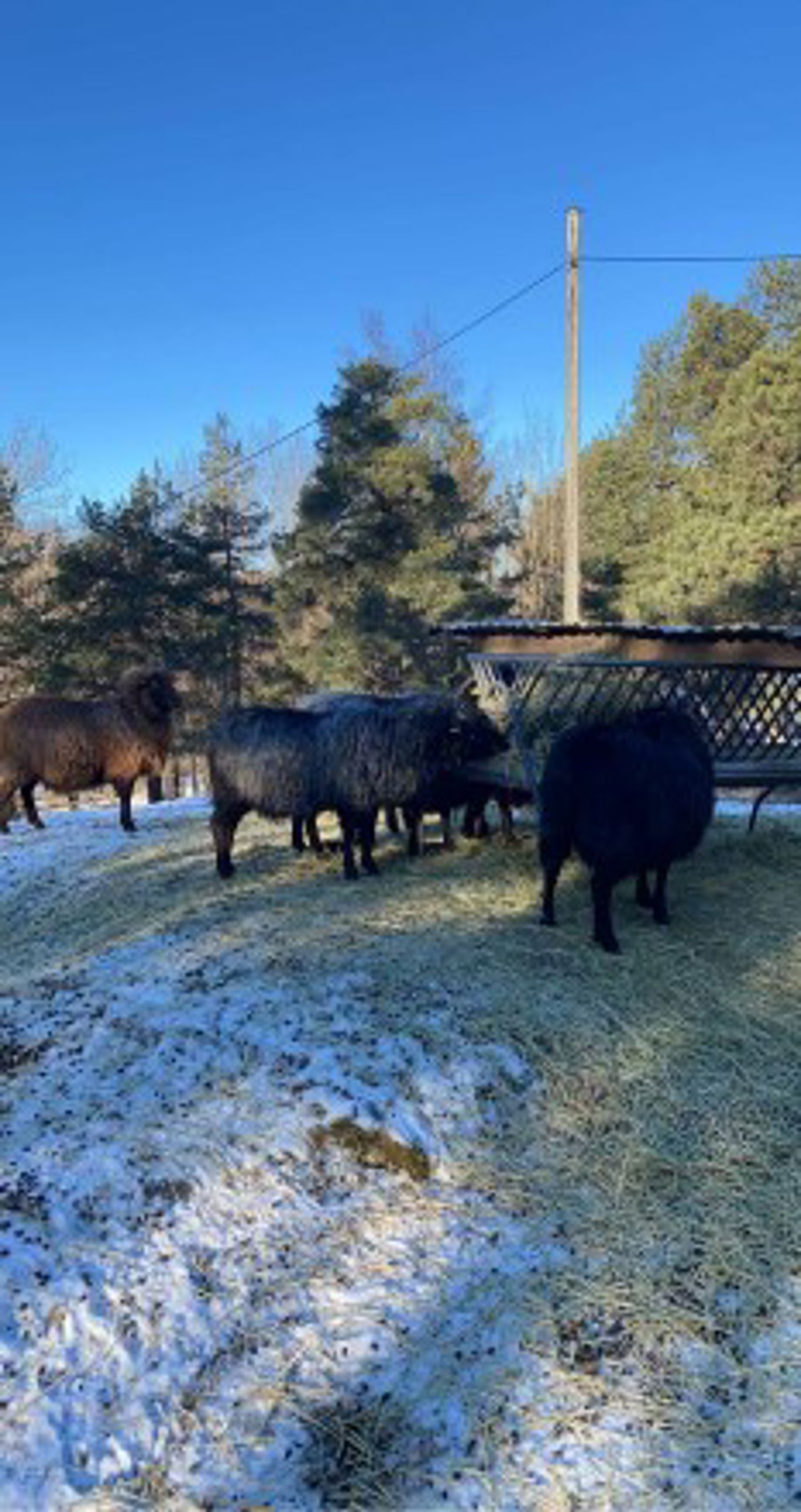 Sauene er ute og står og spiser i vintersolen